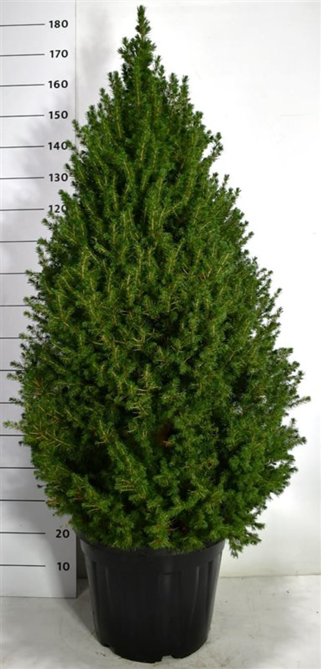 Picea glauca 'Perfecta' (Conica) - C35 120/+ CM